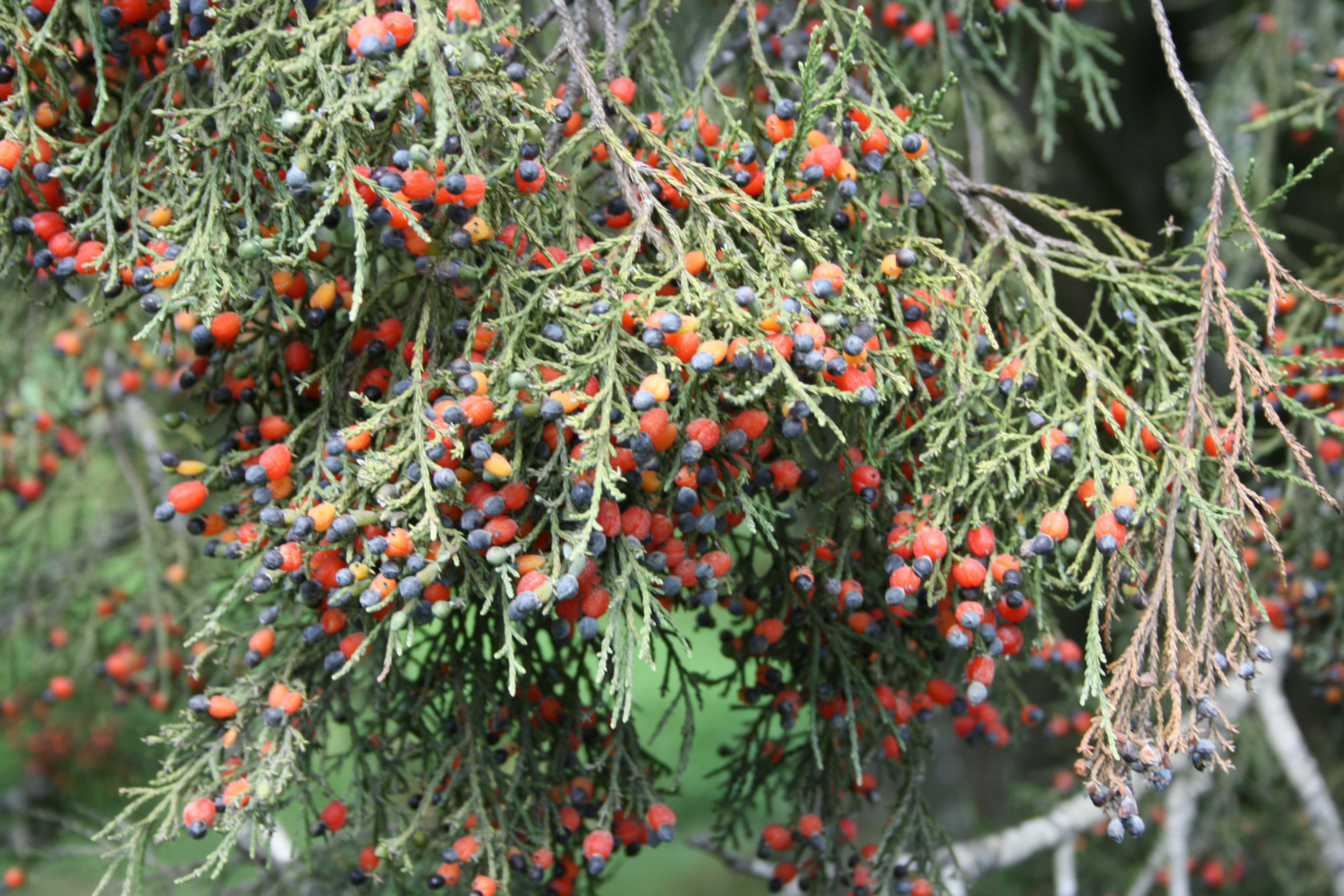 Fruiting Kahikatea_010.jpg