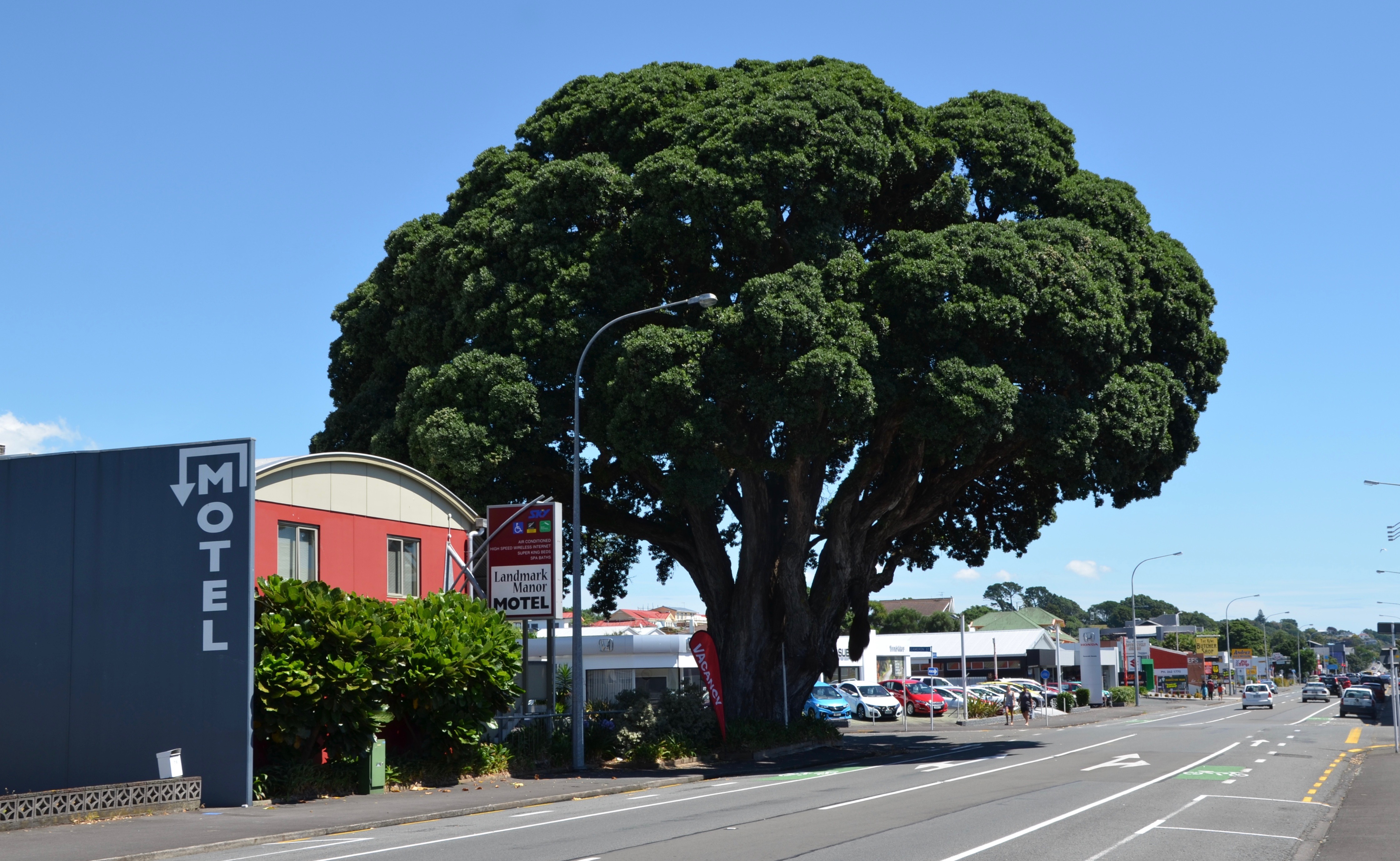 Leach_St_Tree.jpg
